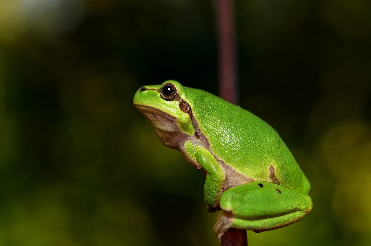 All about Amphibians - Contributions of Amphibians to Ecosystems